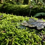 ako-funguje-vymena-zemneho-plynu.webp.webp